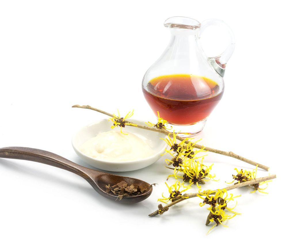 Oczar wirginijski (Hamamelis virginiana) - Złoto Indian