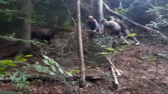 Leśnicy z Dynowa uratowali  sarnę zaplątaną we wnyki [ZDJĘCIA]