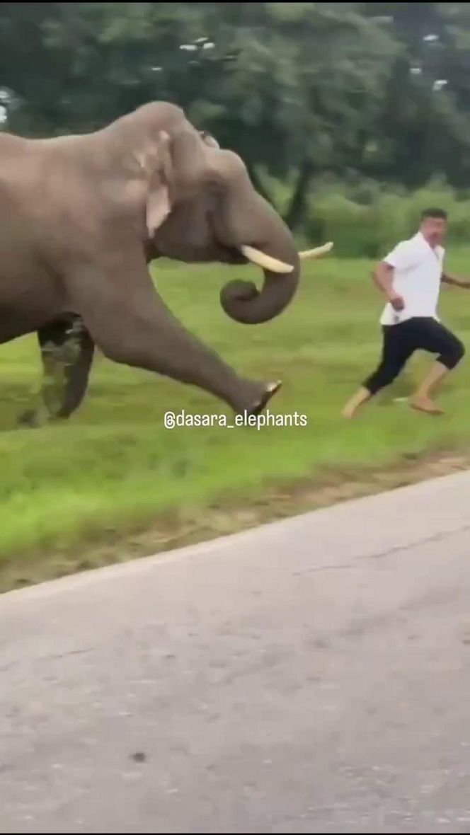 Turysta chciał selfie ze słoniem. Gorzko tego pożałował
