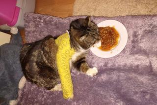 Kamil G. brutalnie kopnął kotkę Dzidzię. Usłyszał surowy wyrok