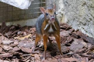 W Warszawskim ZOO urodził się myszojeleń
