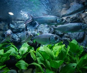 Anubias: żelazna roślina akwariowa