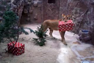 Mikołaj odwiedził zwierzęta z gdańskiego zoo [WIDEO]