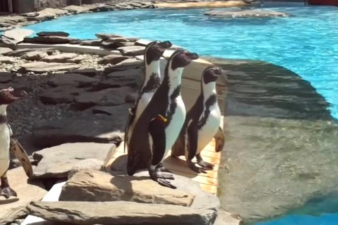 Pingwiny ze śląskiego ZOO wyszły na pierwszy spacer. Ale słodziaki! [WIDEO]