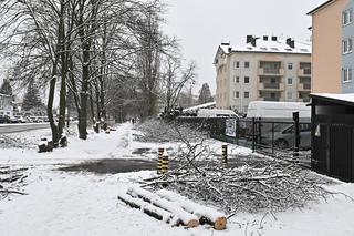 Zostawcie drzewa w spokoju. Mieszkańcy Wołomina protestują przeciwko wycince 