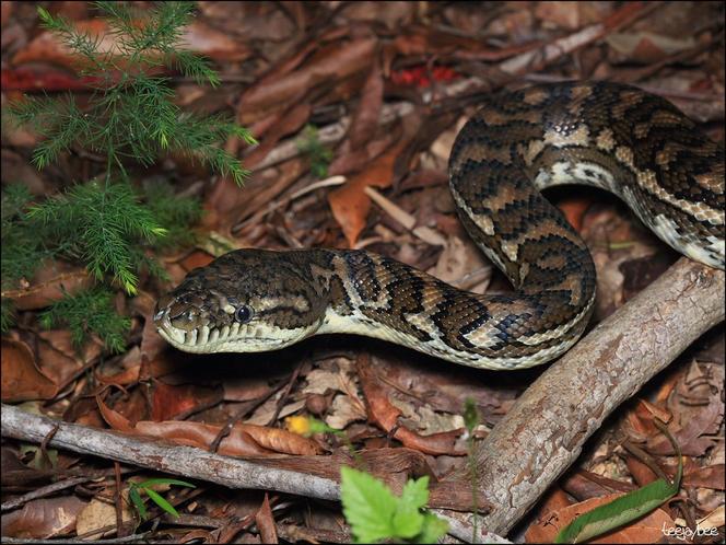 Pyton dywanowy (Morelia spilota)