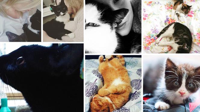 Szczecinianie pokazują swoje koty! Zobacz najciekawsze kocie fotki na Instagramie! [ZDJĘCIA]