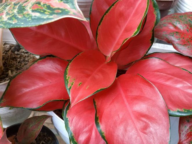 Aglaonema 'Pink Star' 