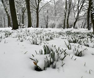 Śnieżny Szczecin 