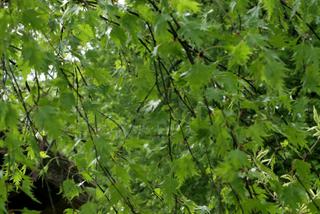 Brzoza brodawkowata 'Crispa' ('Lancinata' = 'Dalecarlica') - Betula pendula 'Crispa' ('Lancinata' = 'Dalecarlica'), Betula lancinata