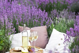 Lawenda w ogrodzie. Kiedy i jak ciąć? Zdjęcia