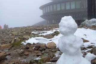Śnieżka w śniegu. We wrześniu spadł pierwszy śnieg