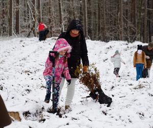 Nadleśnictwo Kliniska posadziło 400 drzew. Pomogła radna ze Stargardu 