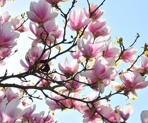 Festiwal Hanami w Powsinie. Celebruj wiosnę w japońskim stylu 