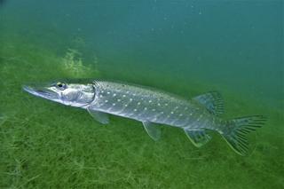 Co skrywa Jezioro Tarnobrzeskie? Latem zaroi się tam od mieszkańców 
