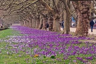 Na Jasnych Błoniach zakwitły krokusy. Niestety są deptane