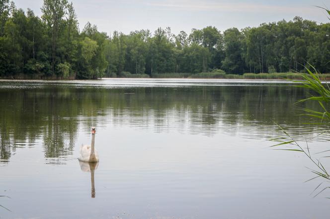 Sosnowiecki Balaton przejdzie metamorfozę