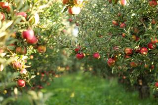 Polska największym producentem jabłek