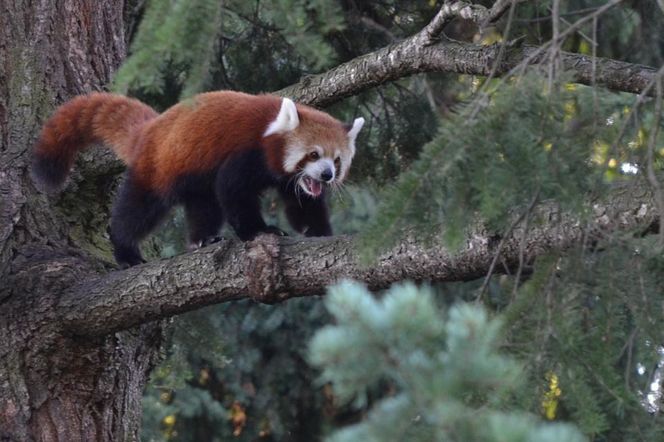 ZOO w Warszawie ma już 97 lat. Wielka feta w stołecznym ogrodzie! Jakie tajemnice kryje jego historia?