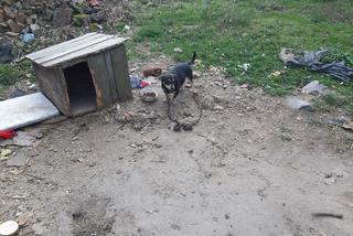 1 proc. podatku dla podopiecznych. Wspomóż Towarzystwo Opieki nad Zwierzętami