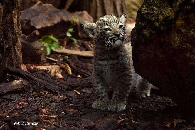 Mała lamparciczka w płockim zoo czeka na imię - TY możesz je nadać! [KONKURS]