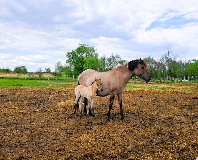 Nowa atrakcja turystyczna na Ponidziu. Umianowice zapraszają