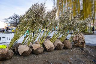 Nowe sadzonki przyjechały na aleję Wojska Polskiego