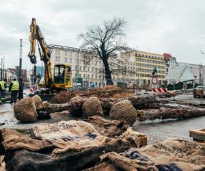 15-letnie drzewa posadzone na ul. Św. Marcin. Będzie trochę zielono? 