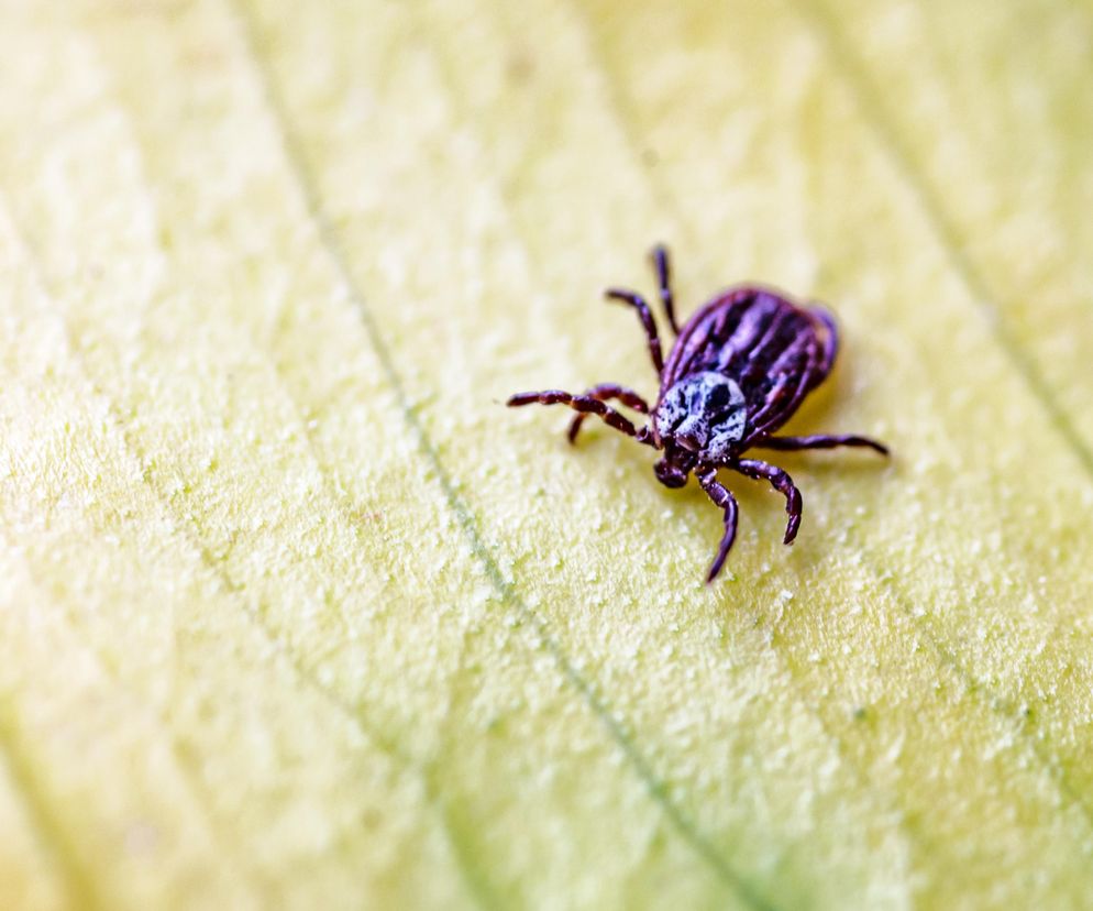 Ten ziołowy zapach może odstraszać kleszcze. Czy działa również u ludzi?