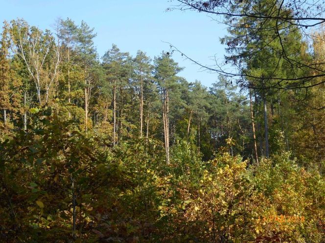 Szlak na Górę Dębową zachwyca jesienią. Rosną tam 100-letnie drzewa