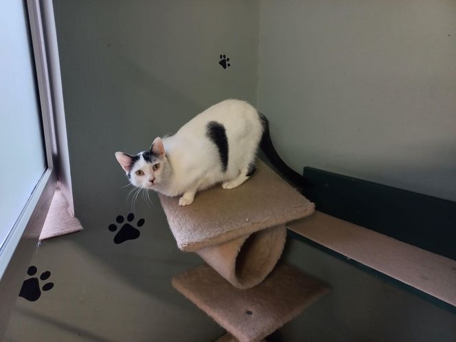 Poszukiwani wolontariusze do pomocy w Kociarni w Lesznie