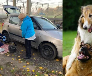 Złapali dwa uciekające psy i pomogli naprawić samochód seniorom z Łodzi [GALERIA]