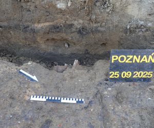 Ludzkie szczątki przy wydziale UAM