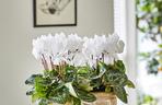 Cyklamen perski, Cyclamen persicum