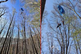 Paralotniarka wylądowała na drzewie. Kobieta przeżyła chwile grozy 25 metrów nad ziemią 