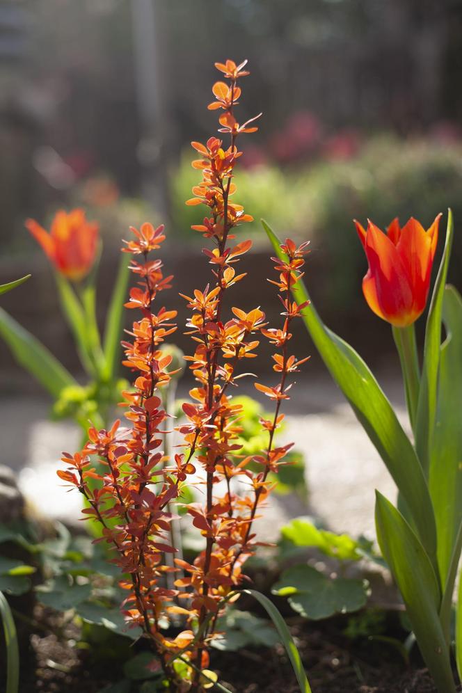 Berberys Thunberga  'Orange Ice'