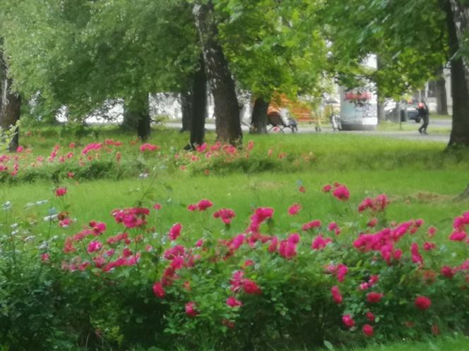 Kraków. Aleja Róż wkrótce w pełni zakwitnie! Prace remontowe są na finiszu