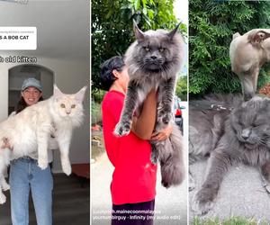 1) Maine Coon – 15 kg i więcej