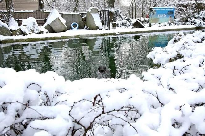 Zimowe harce na śniegu - zwierzaki z płockiego zoo szaleją ZOBACZ ZDJĘCIA!