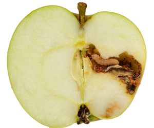 Nasionnica jabłkówka - szkodnik pestkowych roślin owocowych