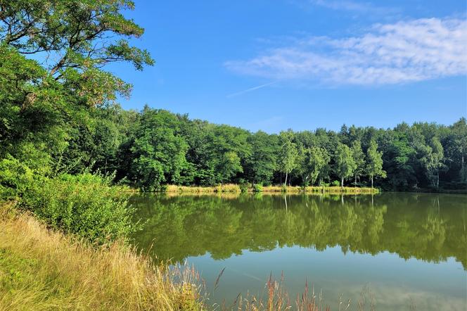 Kraków - Park Tetmajera