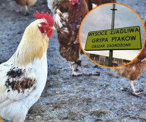 Ptasia grypa atakuje w Śląskiem. Wojewoda wprowadził obostrzenia. Zakaz wstępu w rejon zbiornika Racibórz Dolny