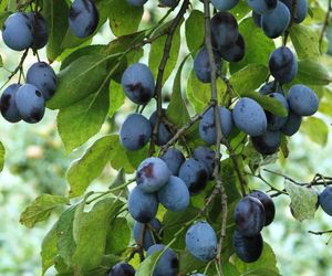 Śliwa ‘Węgierka Zwykła’ - Prunus domestica 'Węgierka Zwykła'