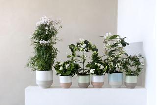 Najładniej pachnące rośliny doniczkowe: hoja, stefanotis, jaśmin, gardenia, cytrusy
