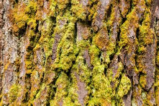 Zielony mech na korze sosny - czy jest groźny dla drzewa? Odpowiada ekspert