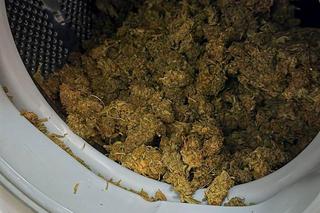 Marihuana była nawet w wannie i pralce! Służby zatrzymały gang narkotykowy