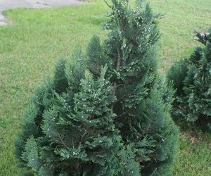 Cyprysik Lawsona - Chamaecyparis lawsoniana