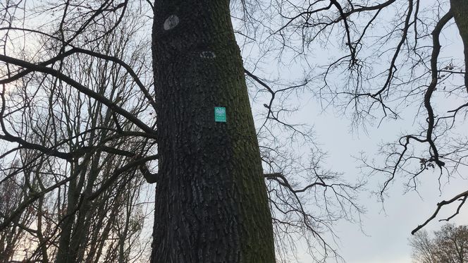 Park Kochanowskiego w Bydgoszczy, czyli serce bydgoskiej Dzielnicy Muzycznej!