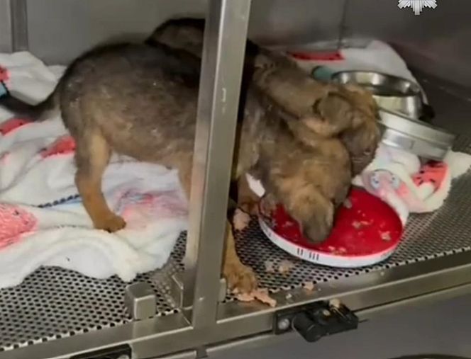 Porzucone szczeniaki w pudełku znalezione w środku lasu