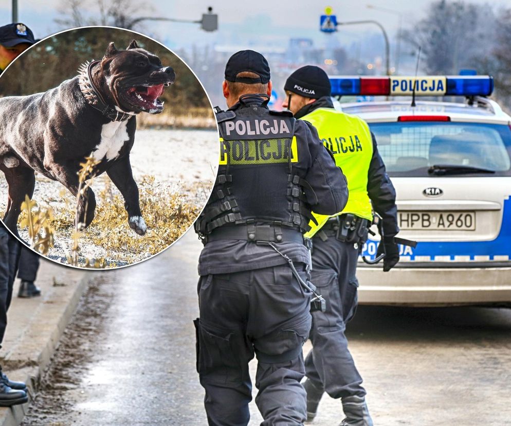 Kraków. Atak na policjantów. 24-letni Ukrainiec zatrzymany, jego pies postrzelony